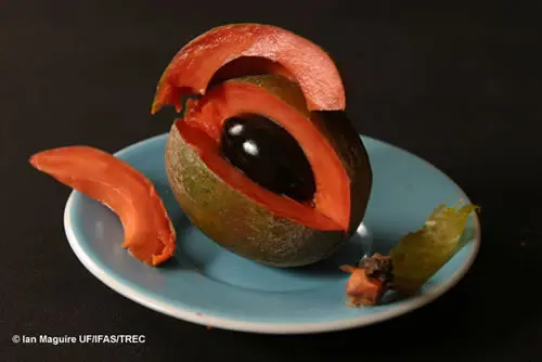 ripe green sapote