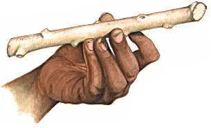 Cassava