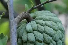 sugar apple