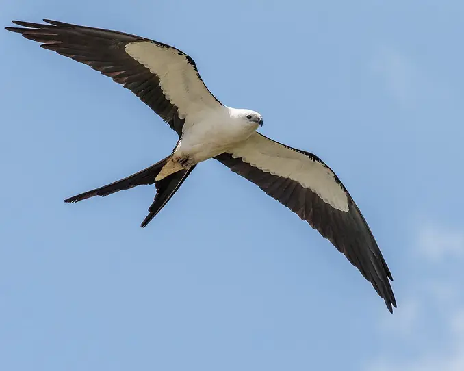 Swallow Tailed Kite