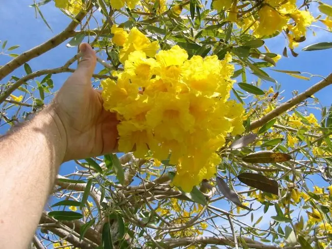tabebuia