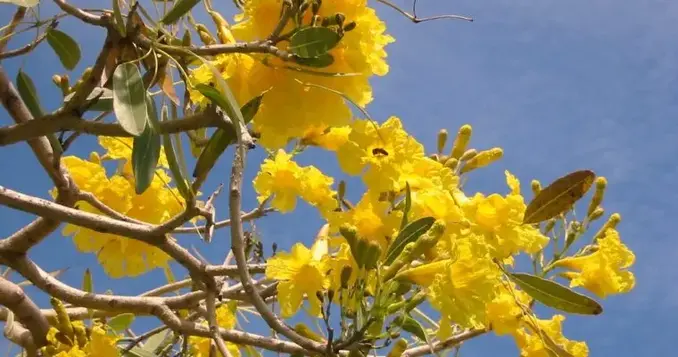 tabebuia