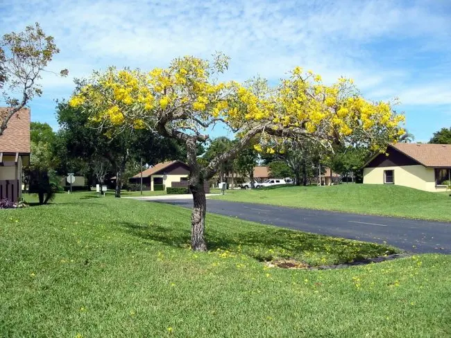 End of Winter - Tabebuia