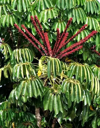 Umbrella Tree
