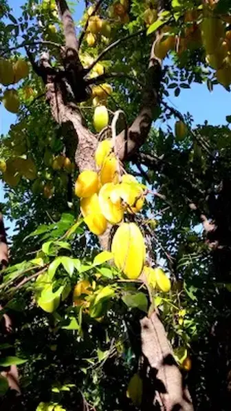 carambola tree