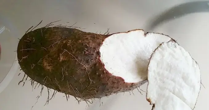 white yam