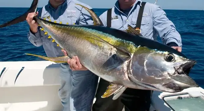yellowfin tuna